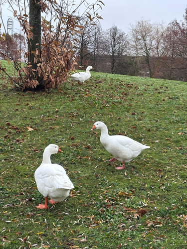 iNaturalist: (c) cassadieskye, some rights reserved (CC BY-NC) iNaturalist image