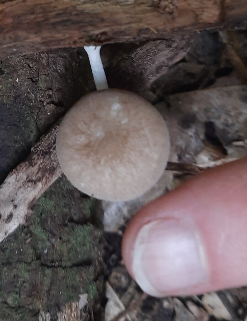 Pluteus minor
