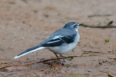 Motacilla clara