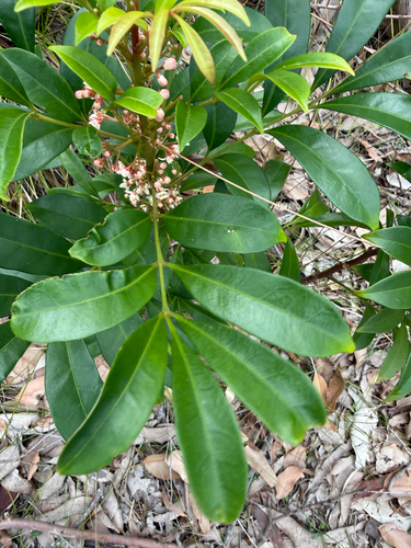 scentless rosewood (Synoum glandulosum)
