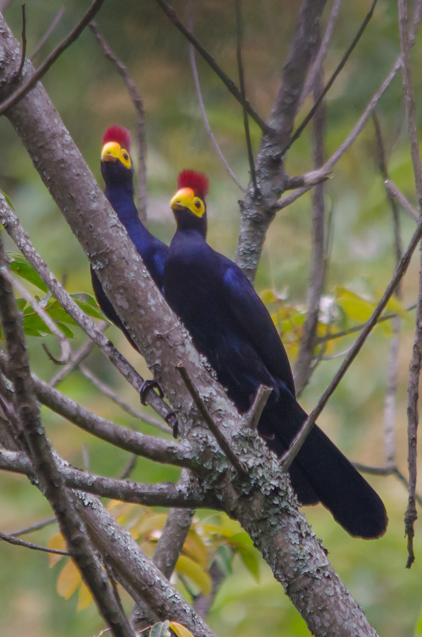 Ross's Turaco illustration
