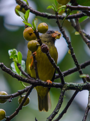 Linurgus olivaceus