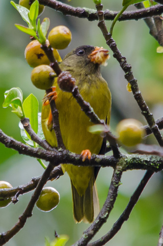 Oriole Finch (Linurgus olivaceus), photo 7
