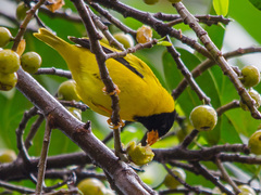 Linurgus olivaceus