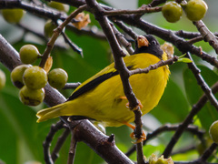 Linurgus olivaceus