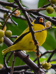Linurgus olivaceus