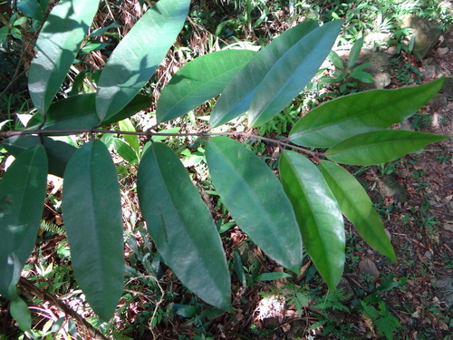 Anodendron benthamianum (Anodendron benthamianum)