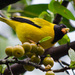 Oriole Finch - Photo (c) William Stephens, some rights reserved (CC BY)