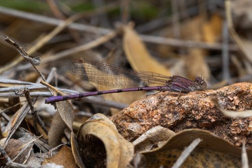 Amethyst Dancer photo 4