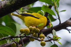 Linurgus olivaceus
