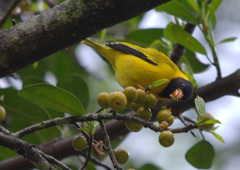 Linurgus olivaceus
