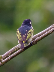 Pogoniulus bilineatus