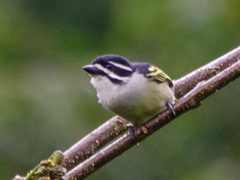 Pogoniulus bilineatus