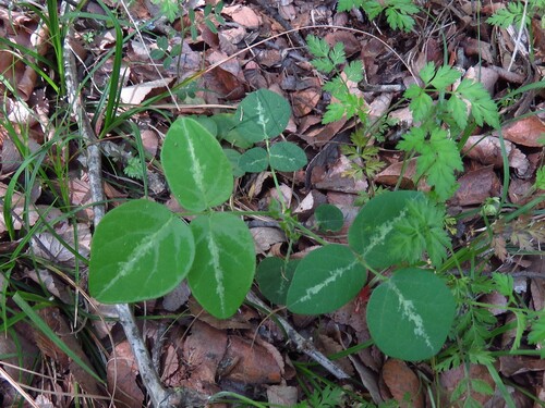 Tweedy's tick clover (Desmodium tweedyi)