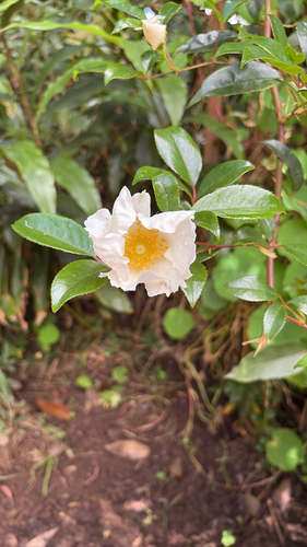 Rosa laevigata observed 2026-04-02