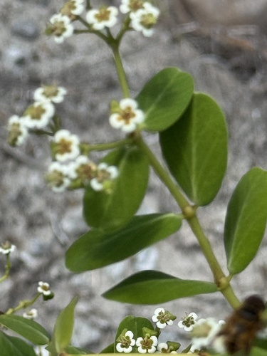 Euphorbia fosbergii observed 2026-04-02