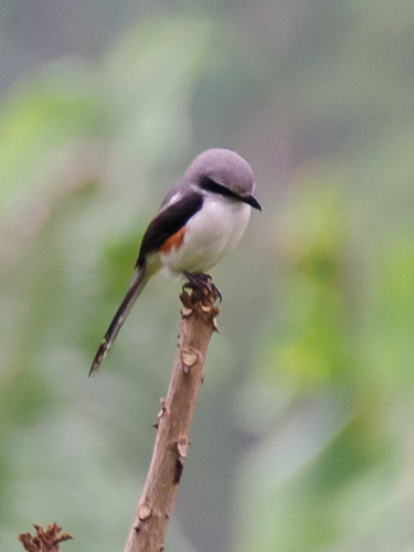 Mackinnon's Shrike