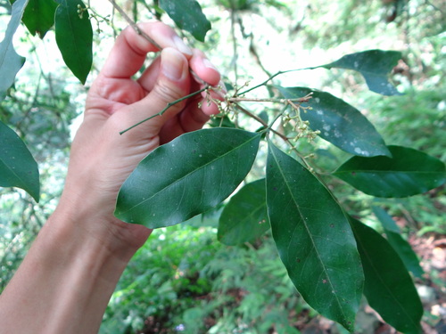 Image of Glycosmis parviflora by (c) 呂一起(Lu i-chi), some rights reserved (CC BY)