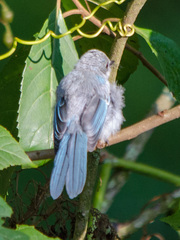 Elminia albicauda