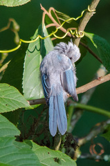 Elminia albicauda