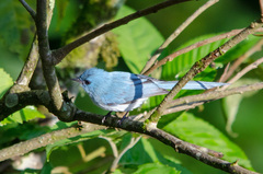 Elminia albicauda