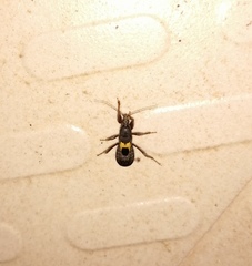 Peiratinae
