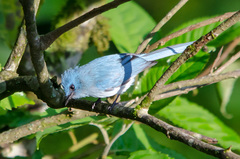 Elminia albicauda