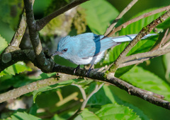 Elminia albicauda