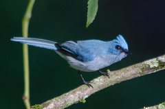 Elminia albicauda