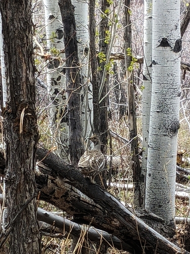 Dusky Grouse