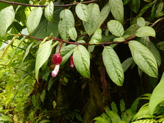 Drymonia conchocalyx