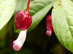 Drymonia conchocalyx