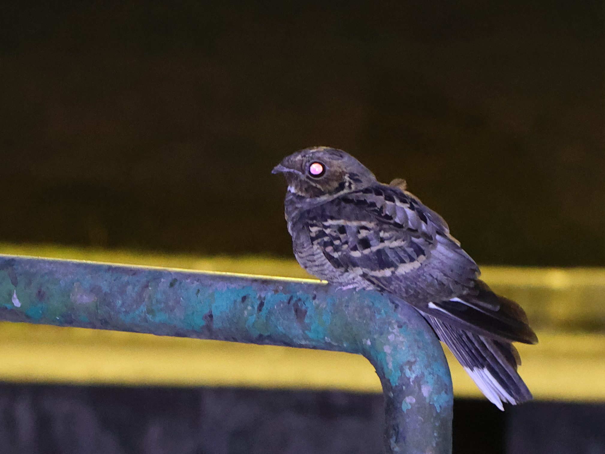 Large-tailed Nightjar (Caprimulgus macrurus), photo 4