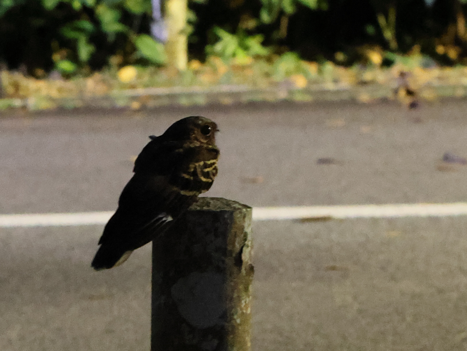 Large-tailed Nightjar (Caprimulgus macrurus), photo 5
