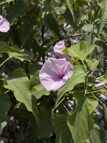 Ipomoea carnea