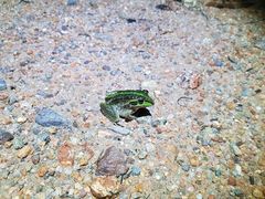 Ranoidea alboguttata