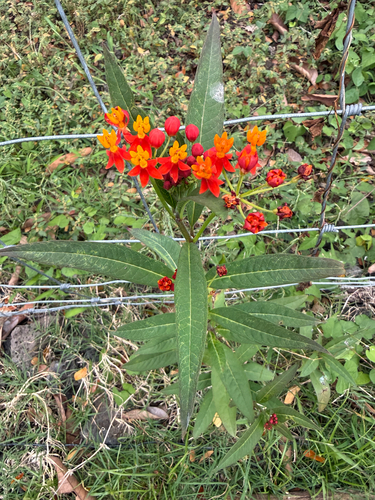 Asclepias curassavica observed 2026-04-02