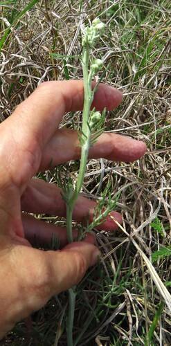 Chalk Hill Hymenopappus (Hymenopappus tenuifolius)