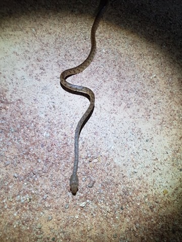 Brown Tree Snake sighting