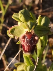 Ophrys umbilicata flavomarginata