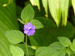 Browallia americana