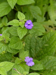 Browallia americana