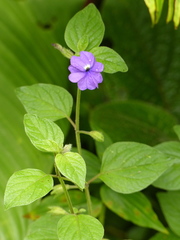 Browallia americana