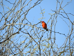 Pyrocephalus rubinus