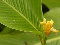 Goeppertia marantifolia