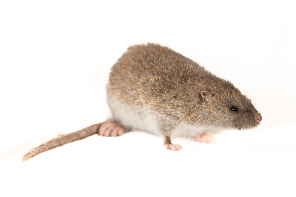 Thomas's Water Mouse