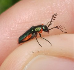 Haplomalachius flabellatus