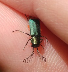 Haplomalachius flabellatus