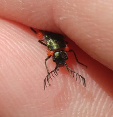 Haplomalachius flabellatus