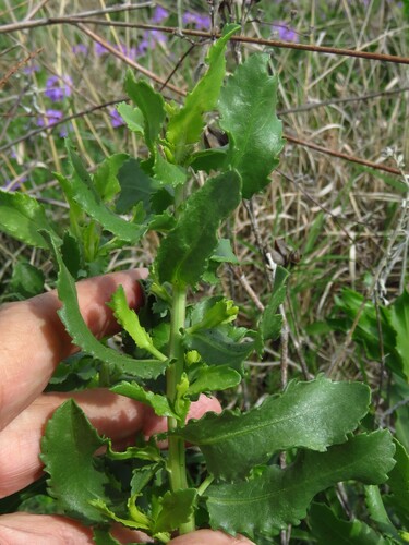 curlytop gumweed (Grindelia nuda)